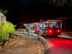-清迈夜间动物园