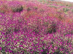 -北纬44度·金珠花海休闲农业旅游景区