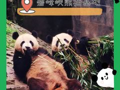 -中国大熊猫保护研究中心雅安碧峰峡基地
