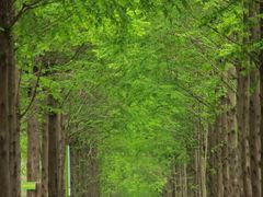 -合肥滨湖国家森林公园