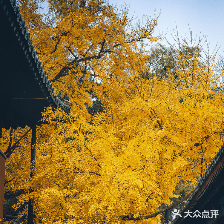 错过大觉寺的银杏，你就错过了整个北京的秋