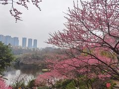 -重庆彩云湖湿地公园