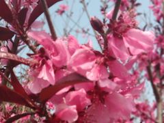 -上海市龙华烈士陵园