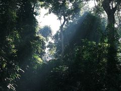 -西双版纳原始森林公园