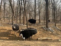 -北京野生动物园