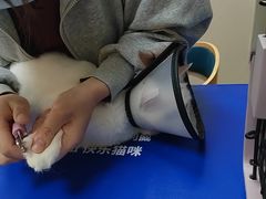 -瑞鹏宠物医院·骨外科·心肾科·肿瘤科(九亭店)