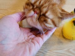 -平行世界·猫咖(首经贸店)