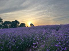 -西京湾花海