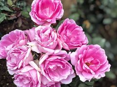 -人民公园(罗湖区)