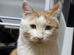 -Meowの猫咖(万家丽店)