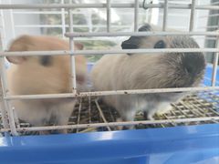 -楼上猫咖(罗湖店)