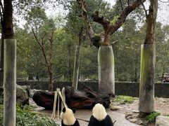 -都江堰中华大熊猫苑