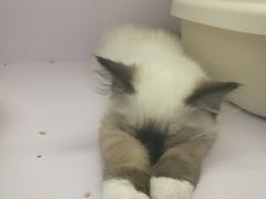 -喵的天空名猫咖啡馆·撸猫·猫舍·用品