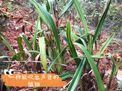 -狐尾山公园