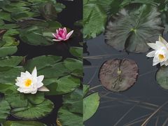 -桂湖森林公园