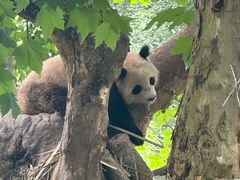 -都江堰中华大熊猫苑