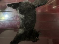 -瑞派宠物医院·犬猫全科·猫友好(宾水西道店)