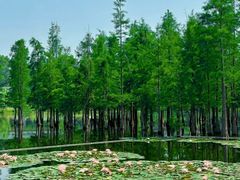-白鹭湾湿地公园