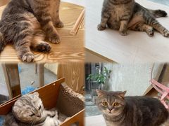 -猫咪派对(江南西店)