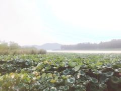 -东湖落雁景区