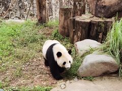 -都江堰中华大熊猫苑