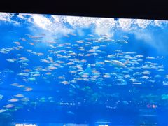 -成都浩海立方海洋公园