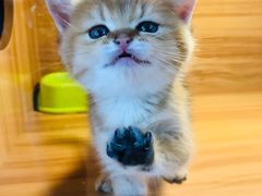 -猫十亿·布偶金渐层·曼基康矮脚猫舍(青年路店)