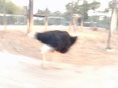 -清迈夜间动物园