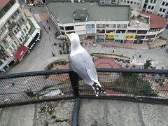 -加拉达石塔