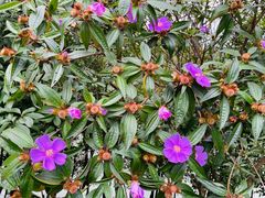 -广州白江湖森林公园