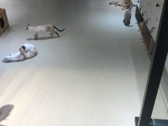 大堂-藏猫猫咖啡主题馆(中央大道店)