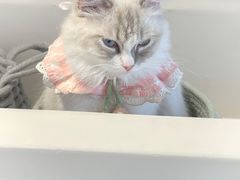 -怪兽屋·羊驼·猫咖·狗咖(俊华广场店)