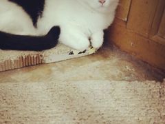 -猫咪博物馆(顶澳仔猫街店)