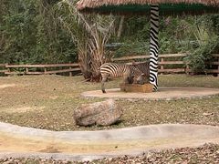 -海南热带野生动植物园