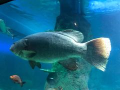 -悉尼海洋生物水族馆