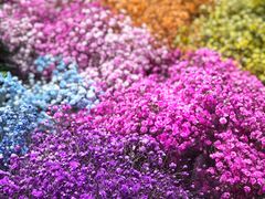 -双季花艺园艺市场(浦东店)