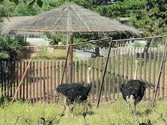 -沈阳森林动物园
