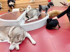 -和它·交个朋友·狗咖猫咖(爱琴海店)