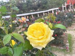 -人民公园(罗湖区)