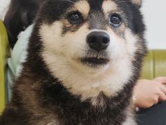 -是阿柴呀！柴犬咖啡·爱喵喵猫咖