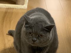 -十年猫舍·猫咪专门店(普陀店)
