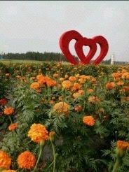 -北纬44度·金珠花海休闲农业旅游景区