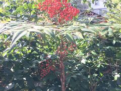 -黄山温泉国际旅游度假区