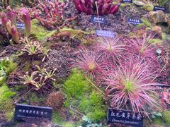 -中国科学院西双版纳热带植物园