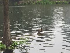 绿头鸭-重庆彩云湖湿地公园