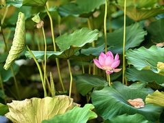 -莲花池公园