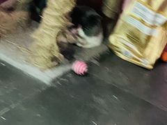 -神盾局密室逃脱(in77店)