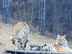 -大连森林动物园