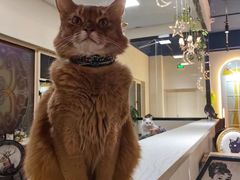 -猫小院猫主题餐厅(南锣旗舰店)