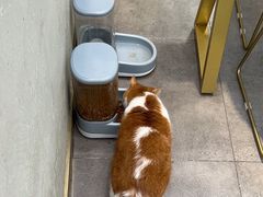 -飞行喵MR PILOT|猫舍·猫咖(静安大融城店)